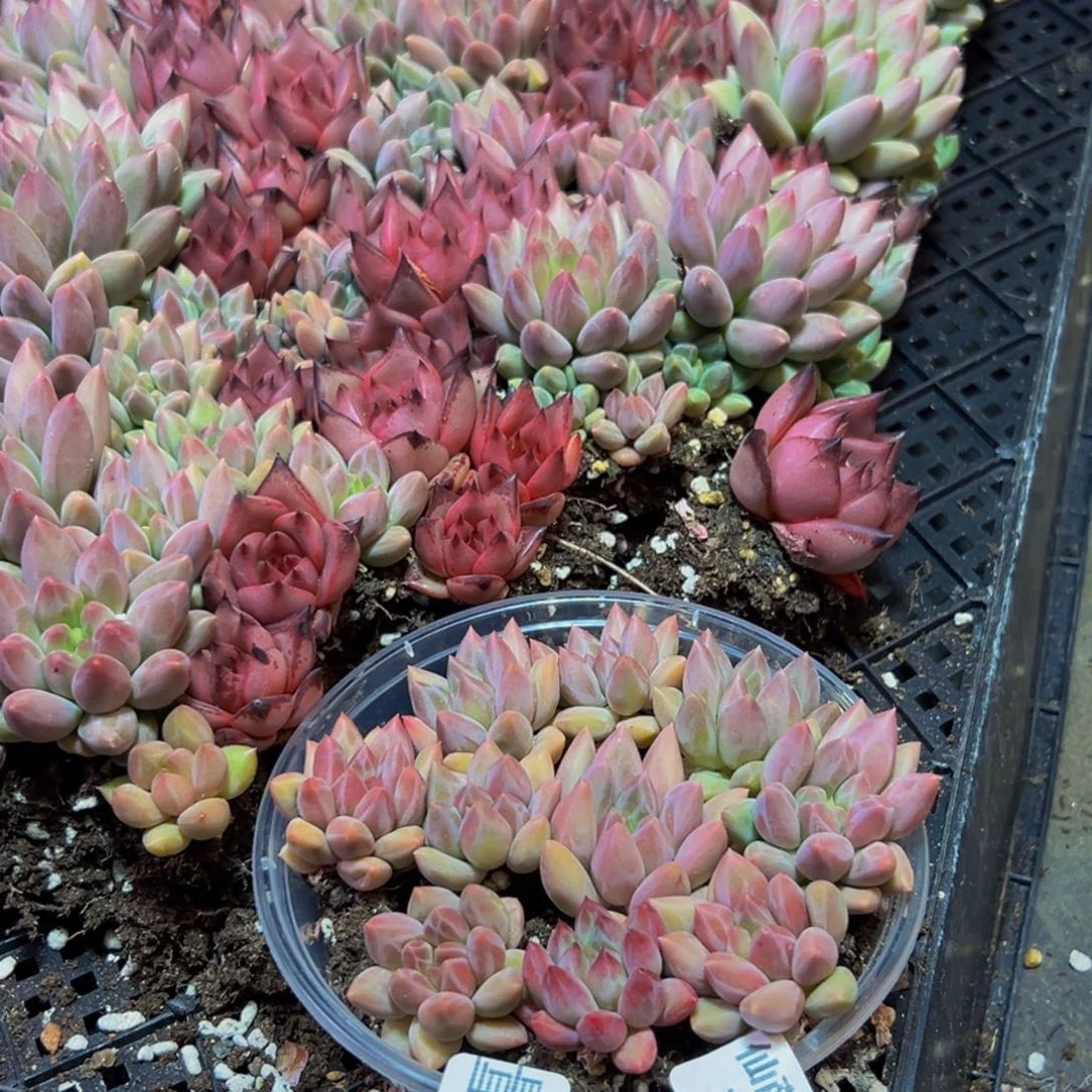 765量拍一盒保底10颗