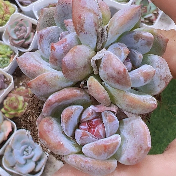 溏心石榴籽群19包邮