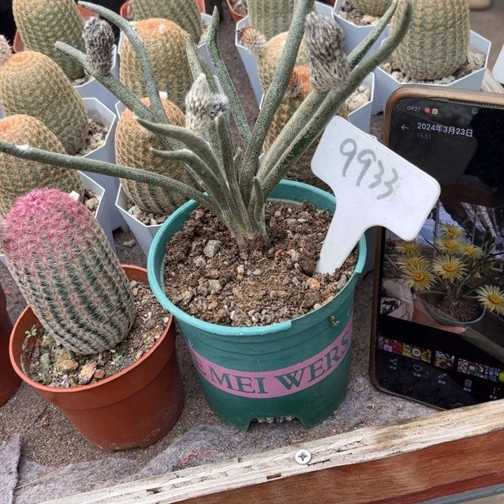 9933实生美杜莎好养皮实