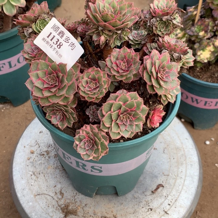 1138莲花座多肉植物特价