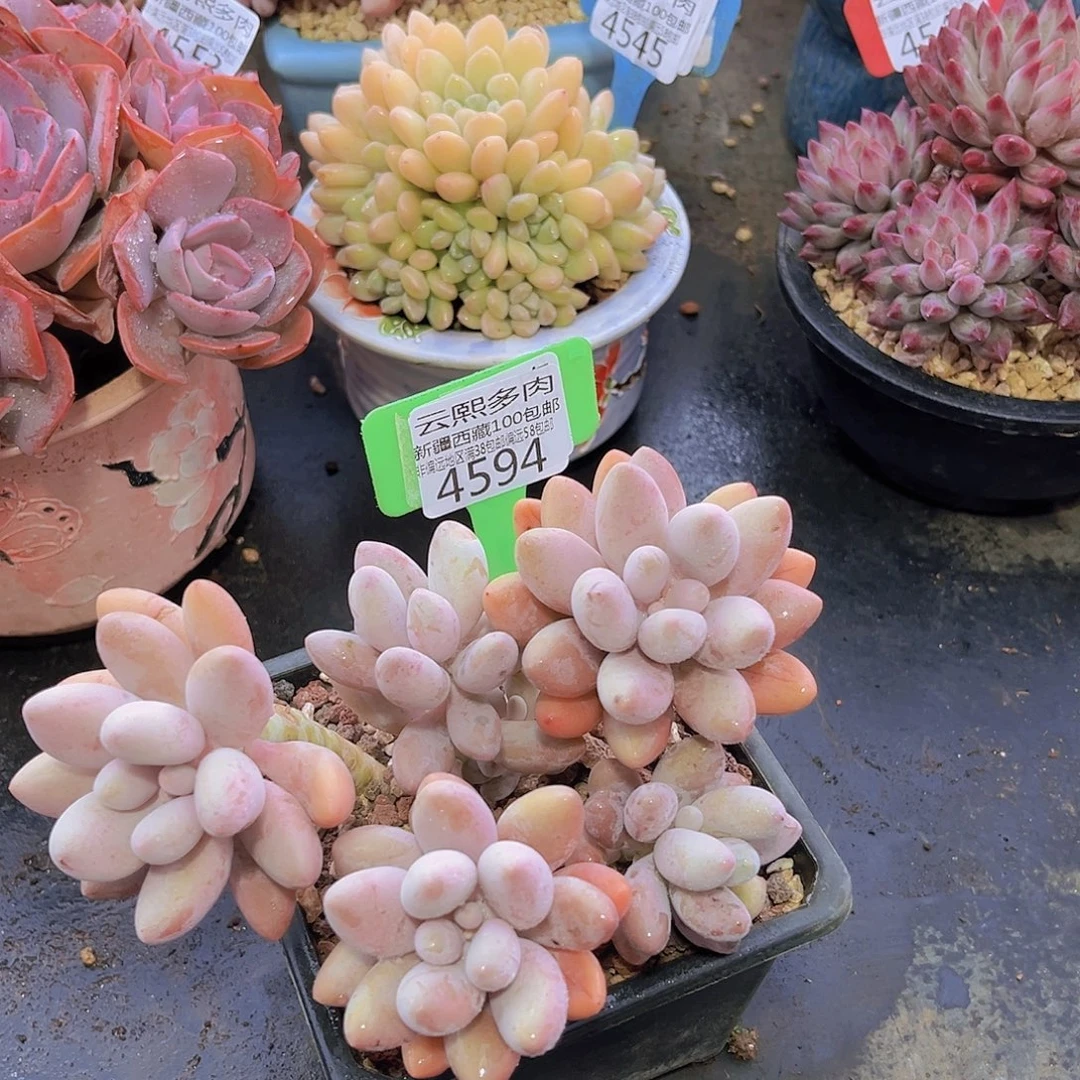 4594粉色恋人多肉植物
