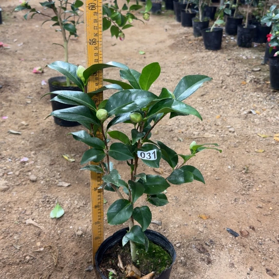 少量花朵（建议范围：2朵-5朵 或40%以下）031希利