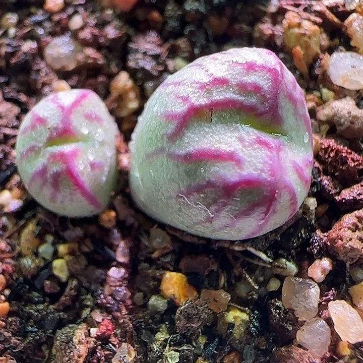 开播福利来啦。 190