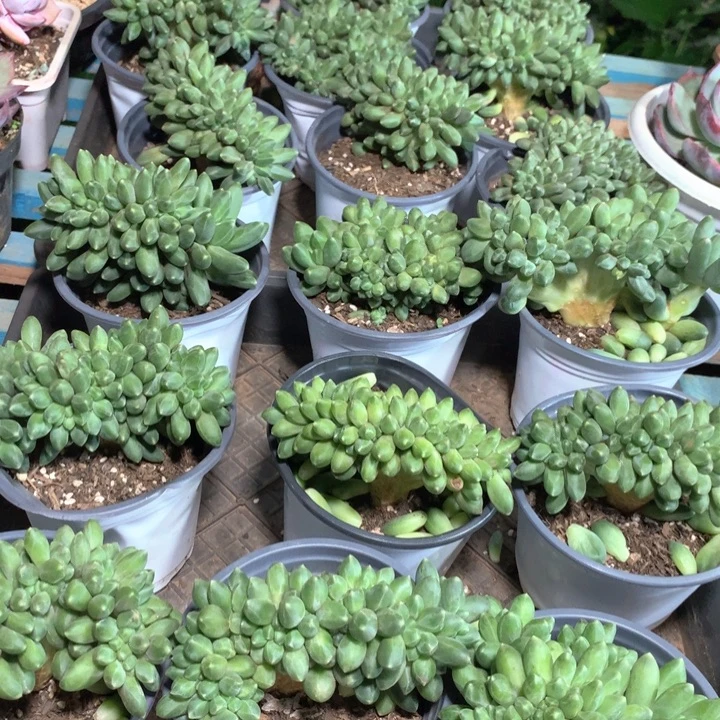 千代缀化多肉植物两单包邮