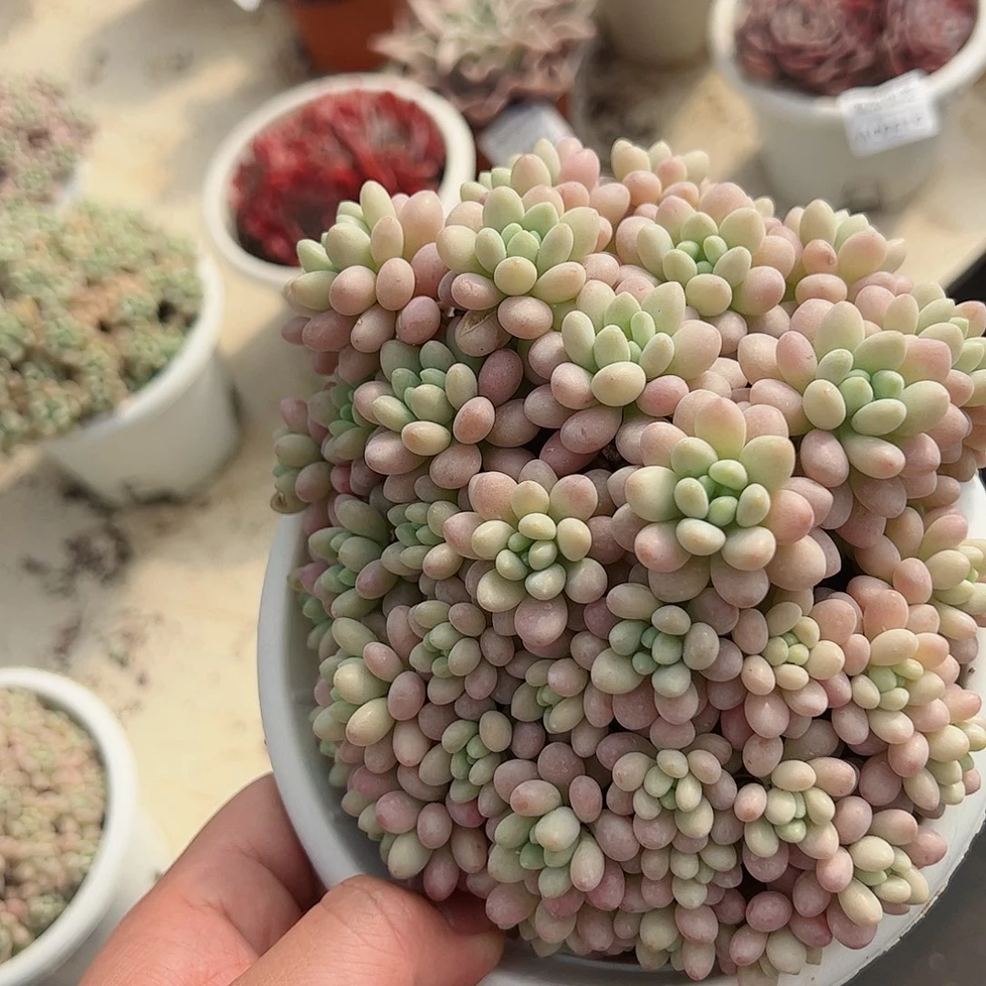 洛可可整桩整群无砍