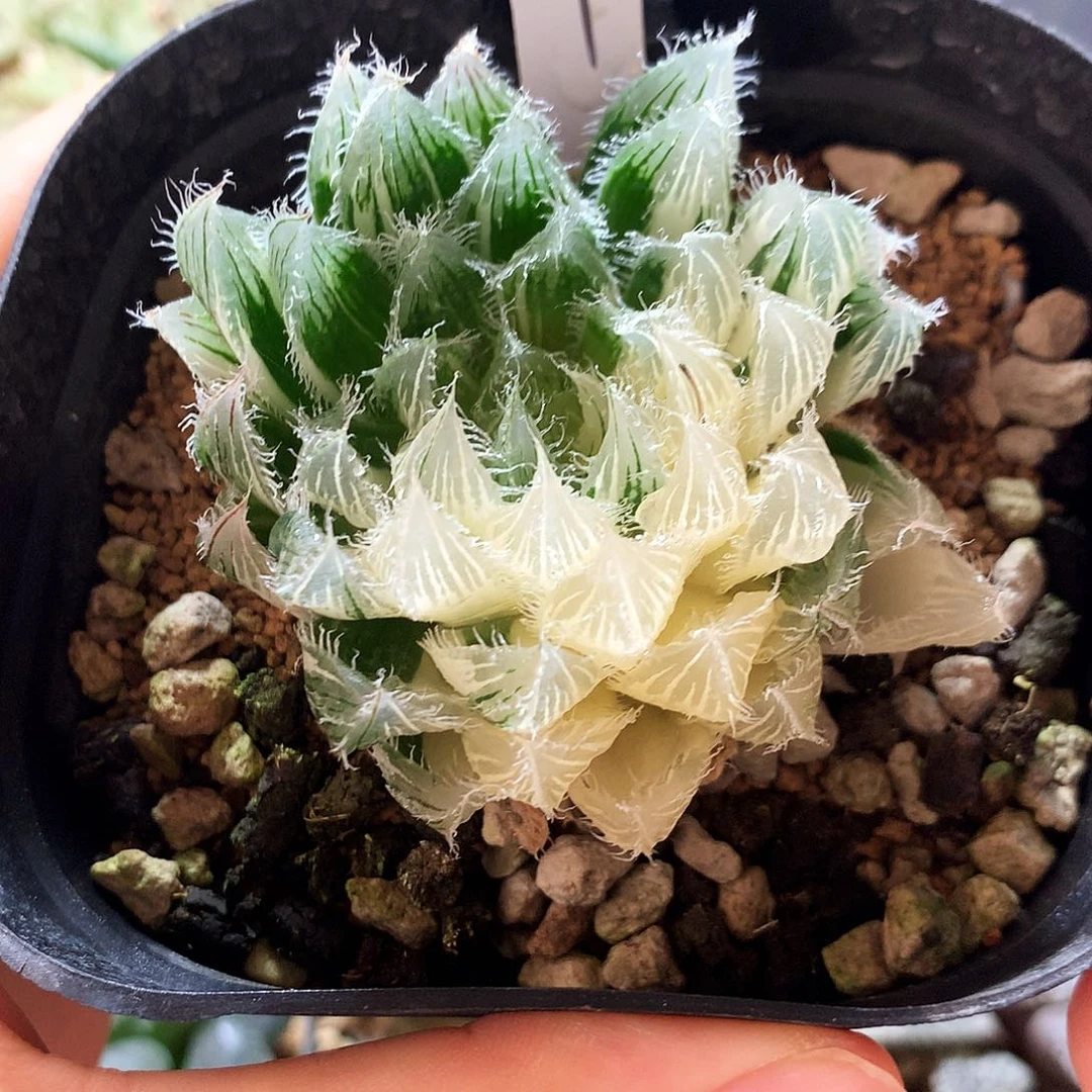 实生玉露锦，一物一拍，带盆带土