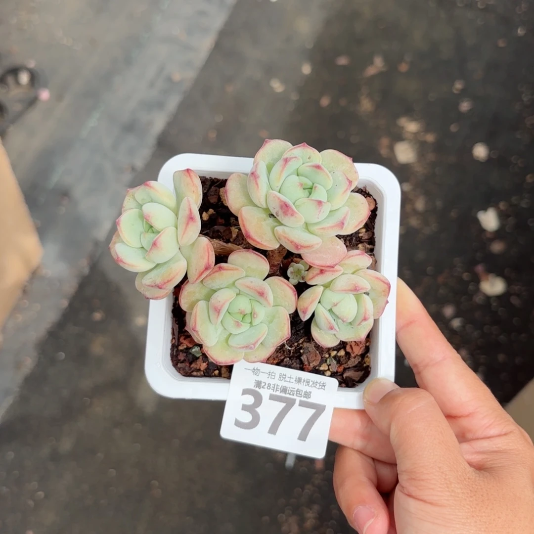香草老桩无盆土发货