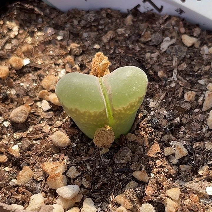 1-117风铃多肉植物