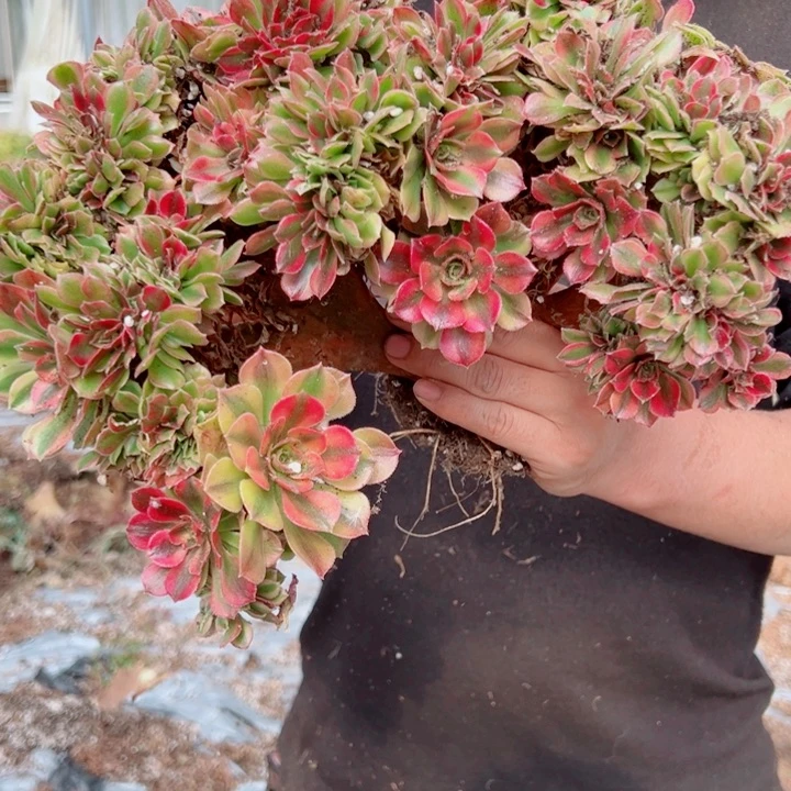 红袖醉话1号多肉法师