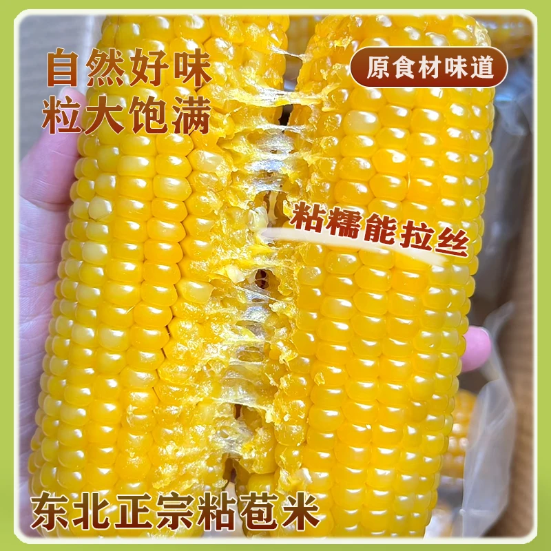 东北正宗黄糯玉米12棒整箱6.5-7斤起轻食代餐粘玉米粗粮