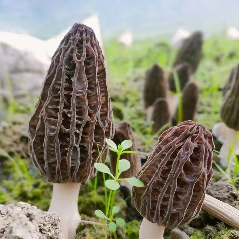 新鲜羊肚菌礼盒款当天采摘当天顺丰发货