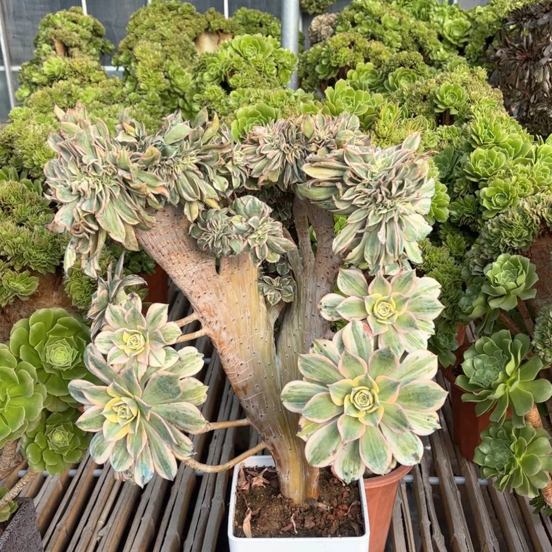 灿烂妖桩精品福利活动