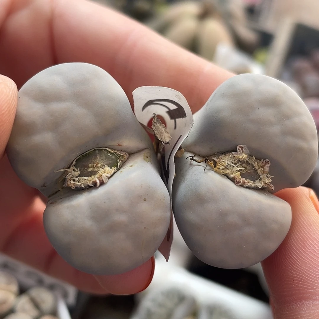 生石花一颗472000