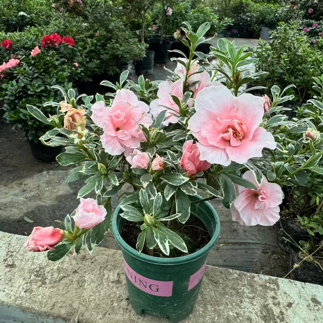 【银边牡丹】杜鹃花盆栽花卉植物室内客厅阳台四季好养活美观