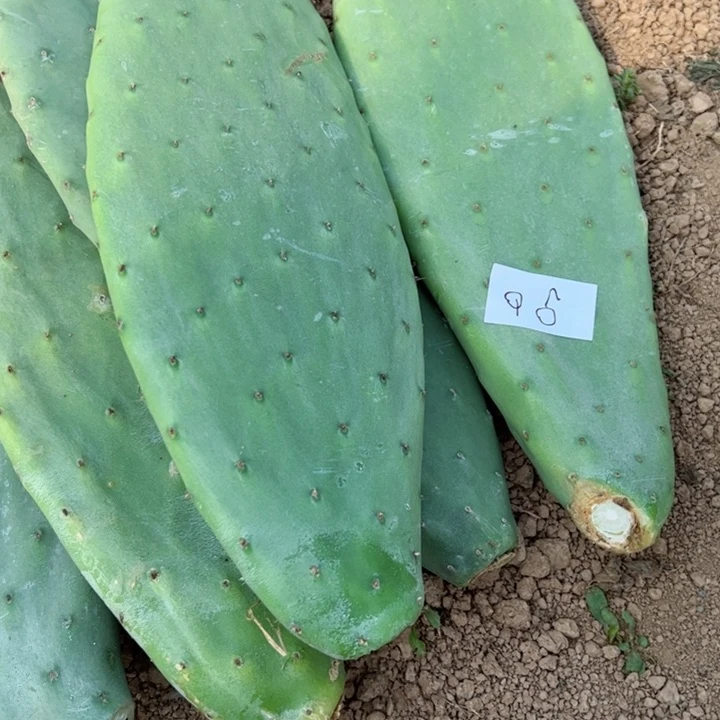 7**0米邦塔仙人掌一个6