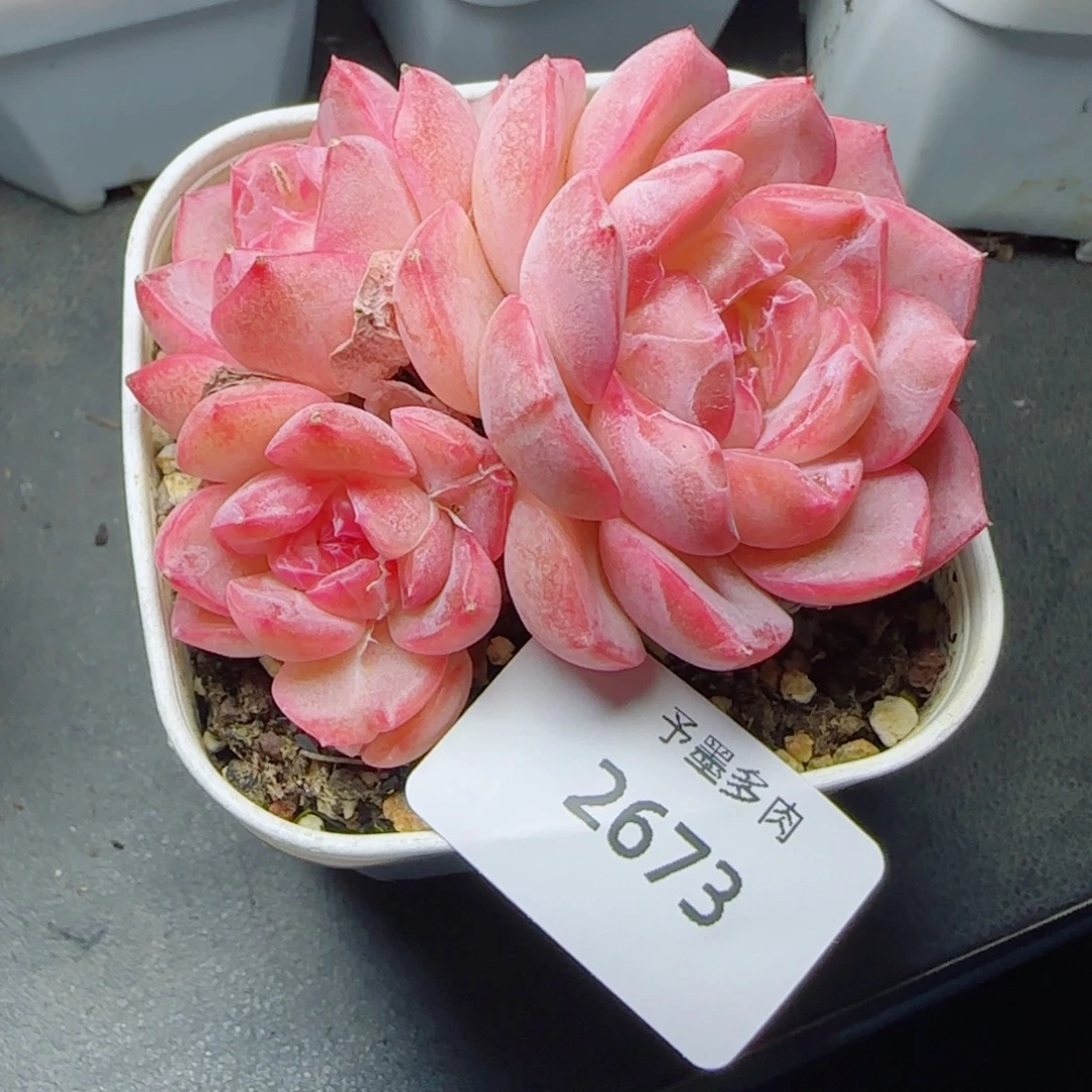 冰魄群，2673多肉植物