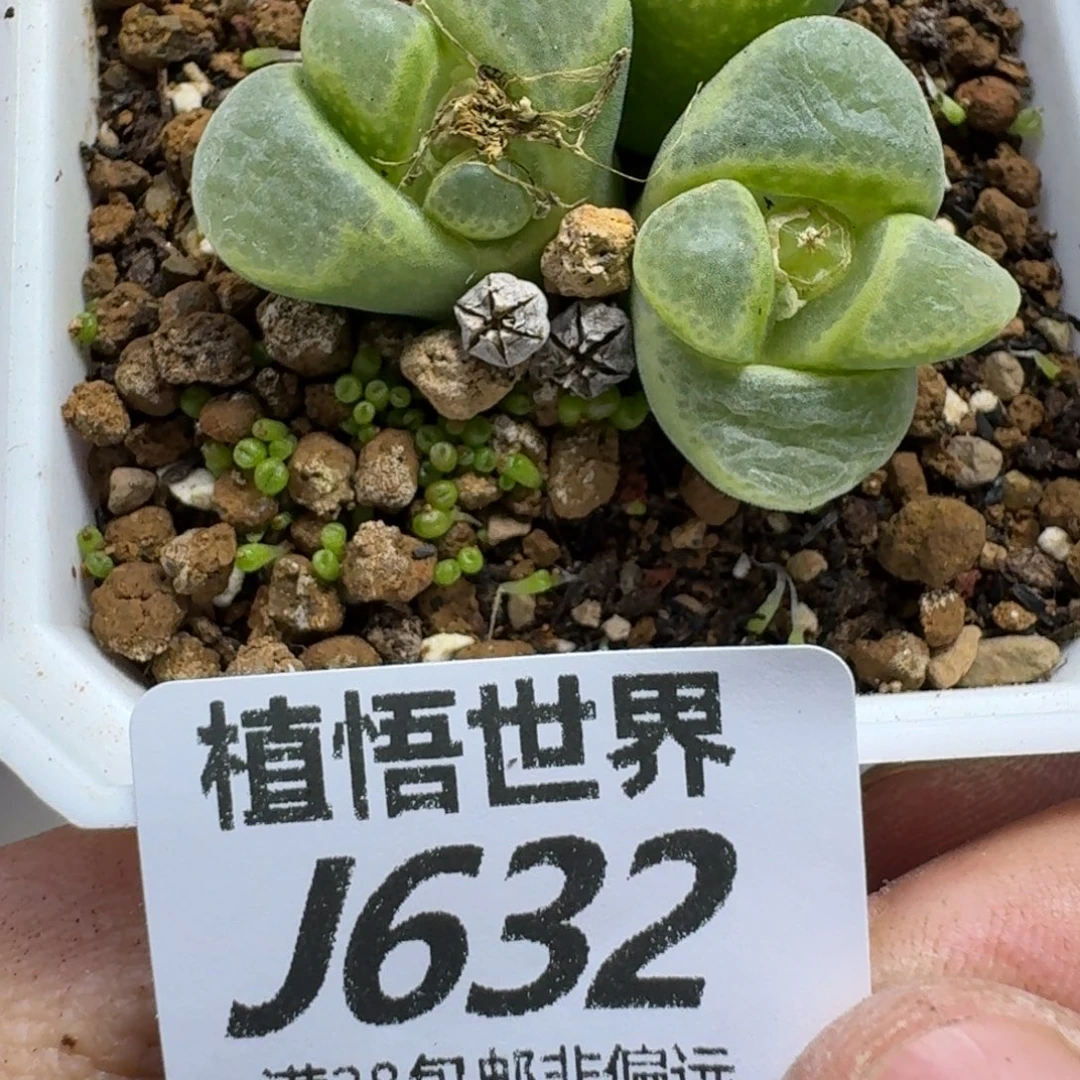 多肉植物的润泽fhbn