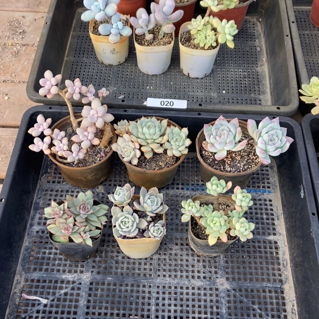 021号组合套餐多肉六颗艾伦是伪群