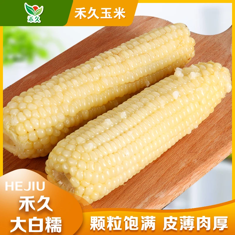 【禾久】河北张家口大白糯玉米 均重260g/根