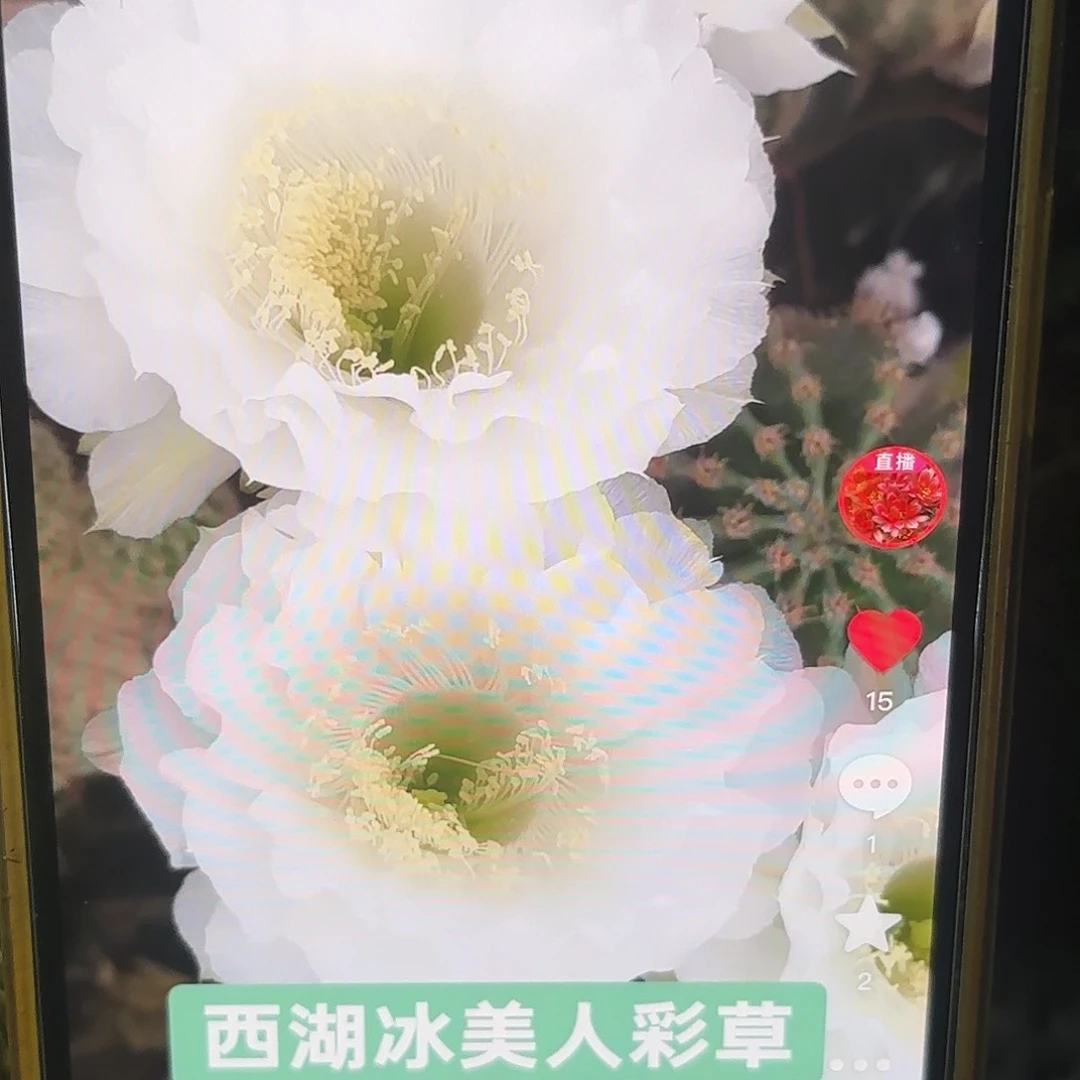 冰美人彩侧牙20包邮仙人球9