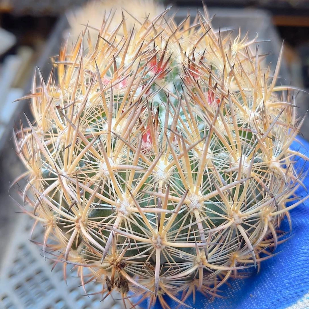 苗接虎爪玉无根含刺10公分