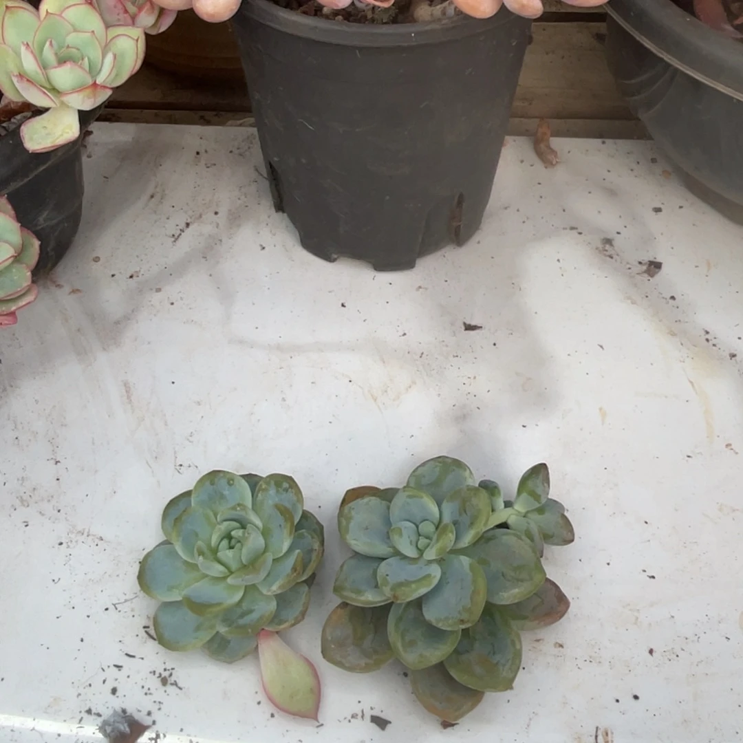 ༻****十级福利整桩无砍