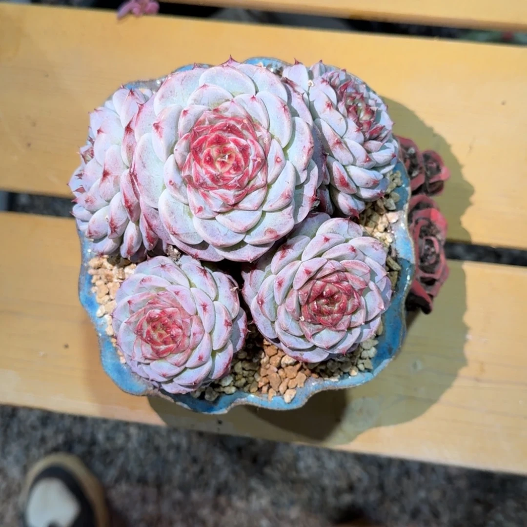 天鹅绒多肉植物链接