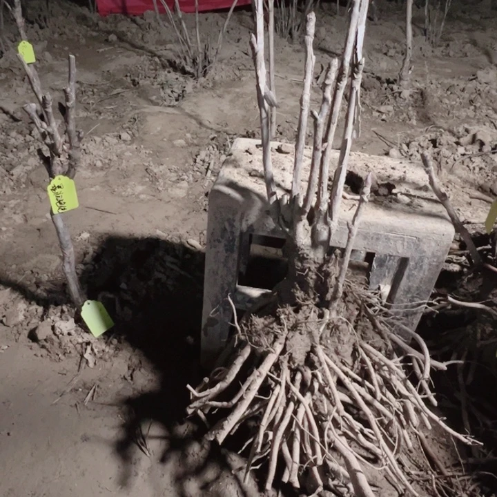 当前无花栽培后可以开花花王