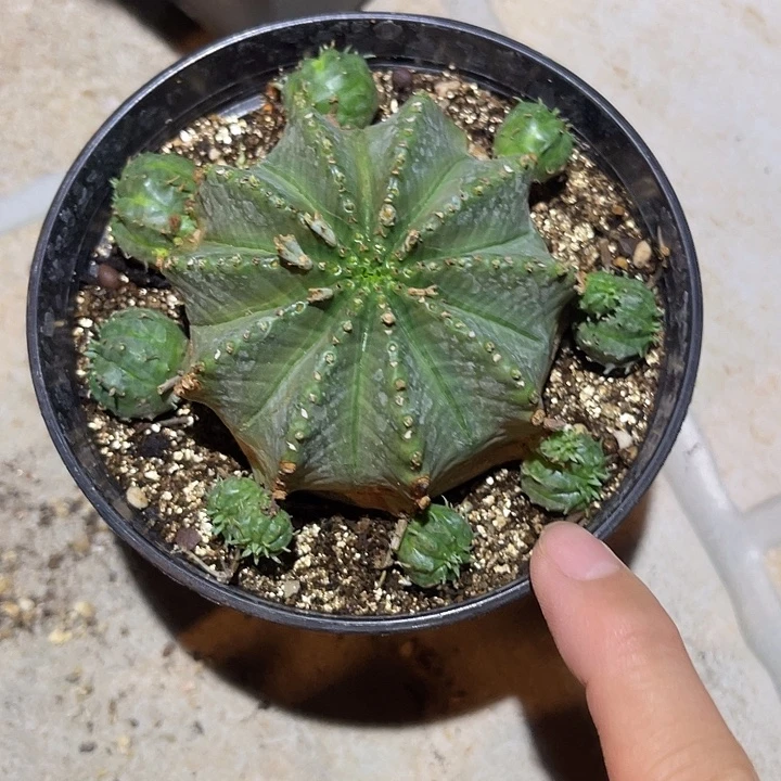 无花朵法利达大群
