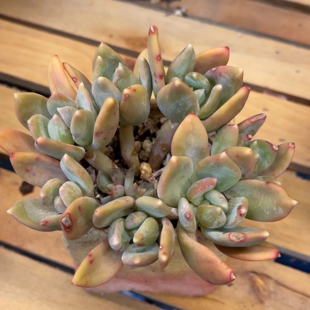 小**.373737386868685653