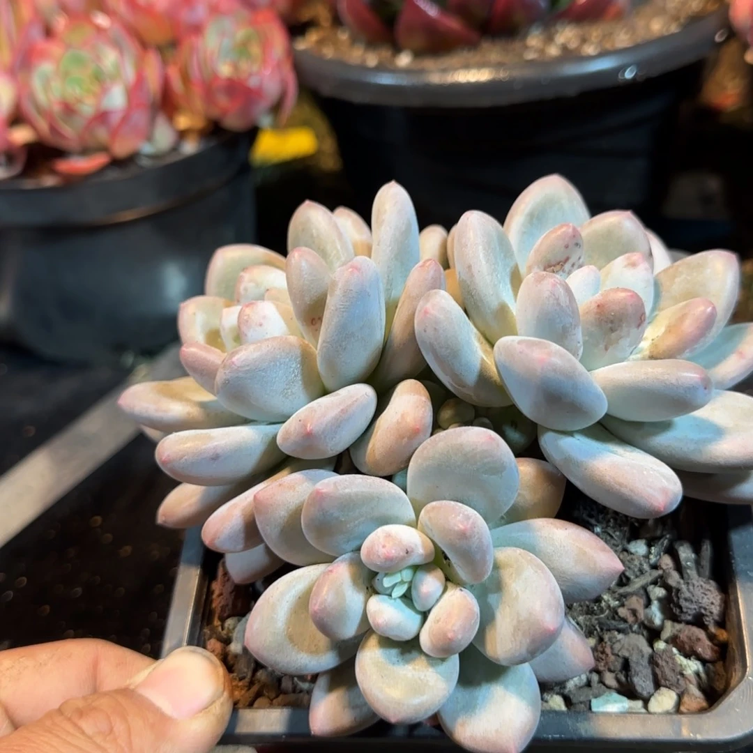 香水一物一拍包装收缩花旱