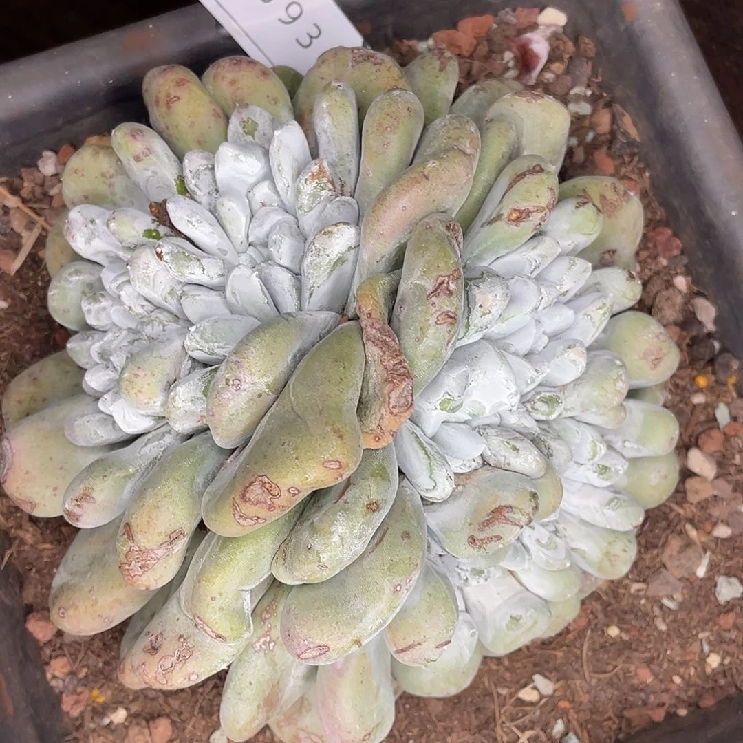 雨*大花朵拇指缀化10936