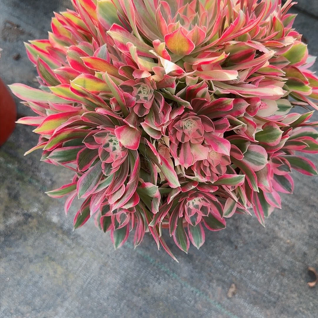 女神075多肉多肉