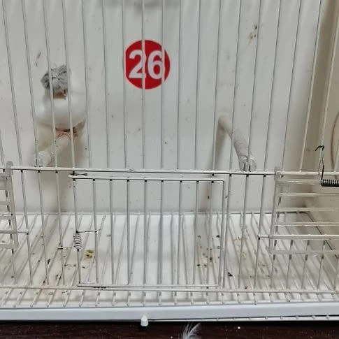 吴***法虎皮鹦鹉白小格顶公一只