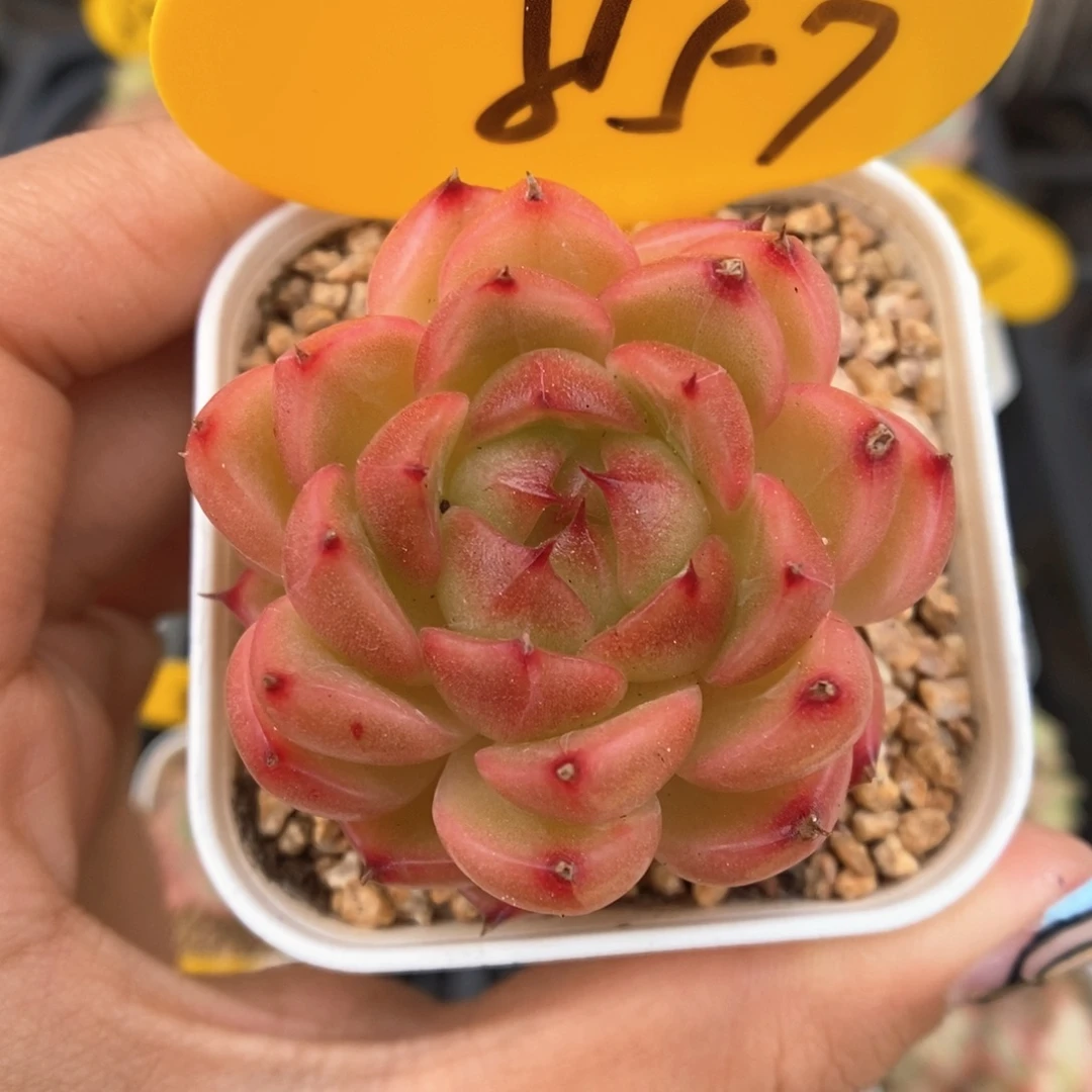 润玉珍妮可拍857号