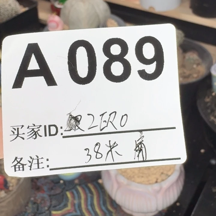 Z***O福利实生仙人球扁的