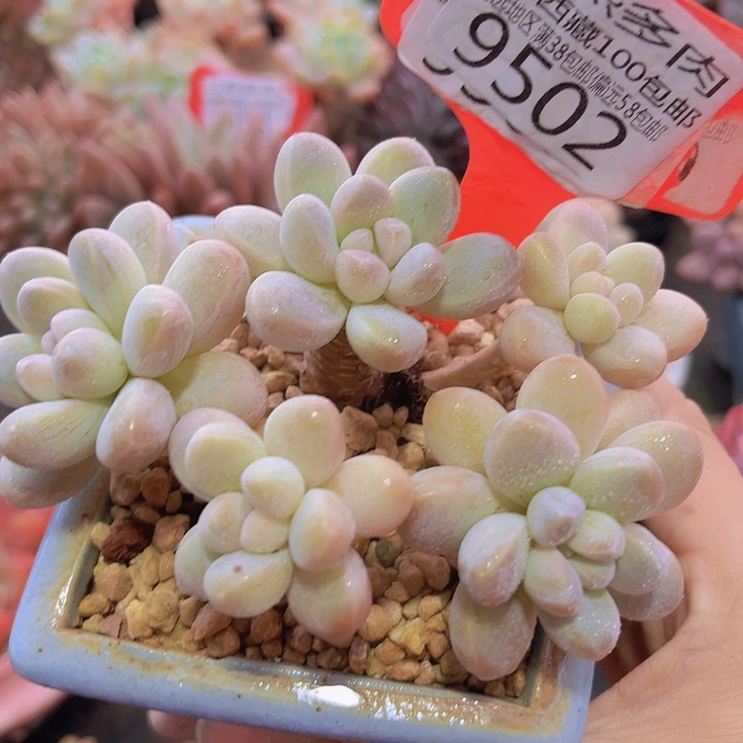 9502香玉多肉植物