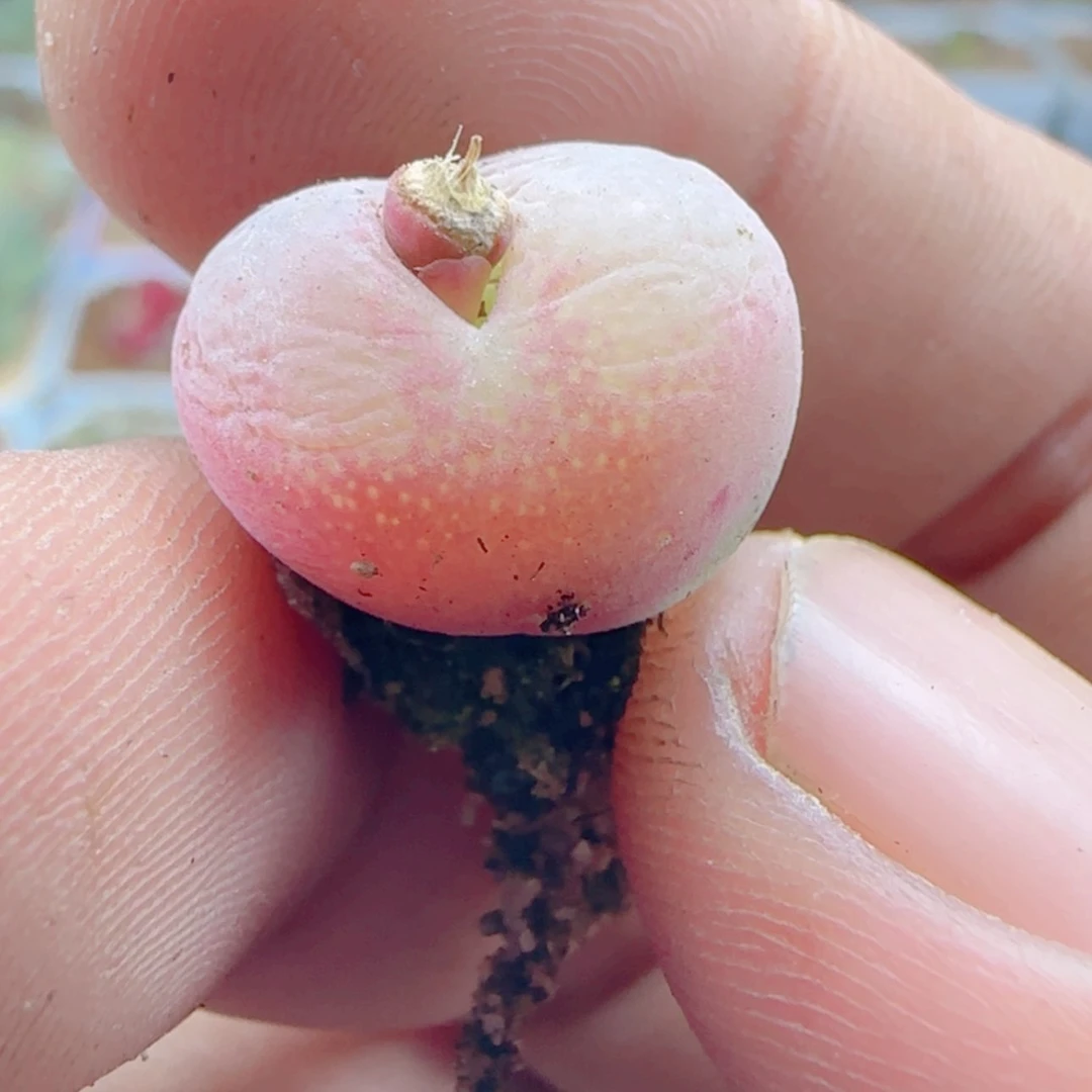 【闪购商品】M****.21227