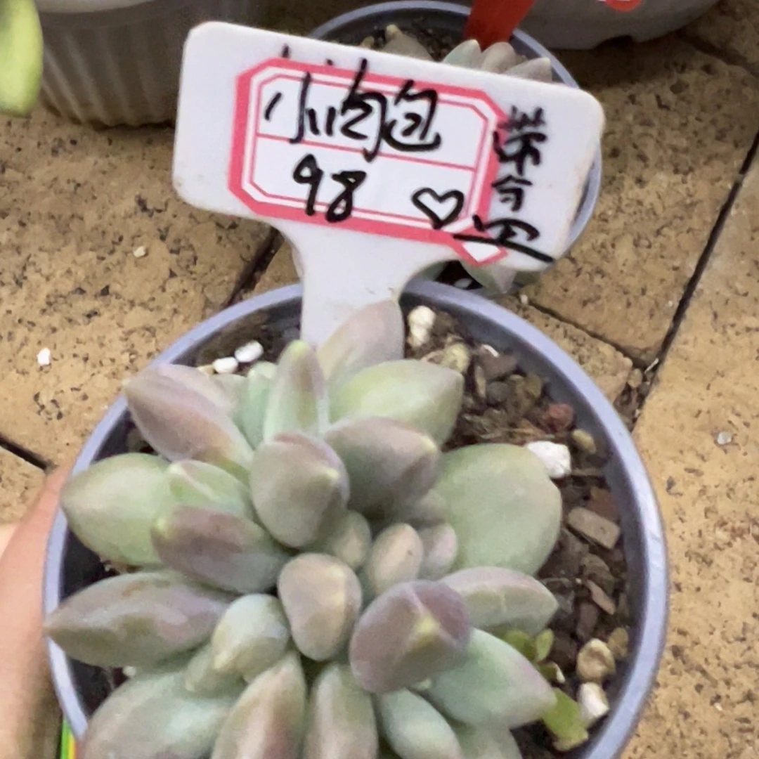 小****小肉包98、