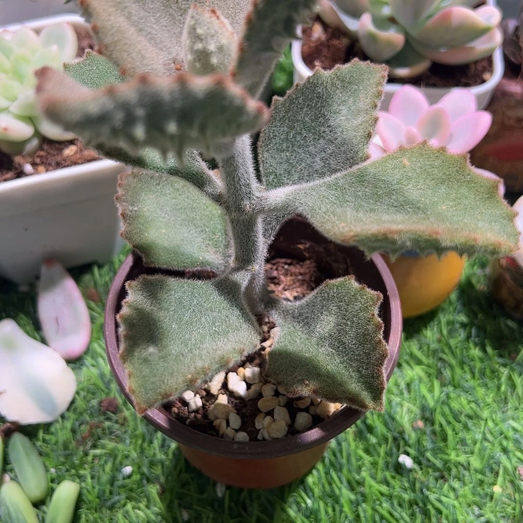 多肉植物多肉植物