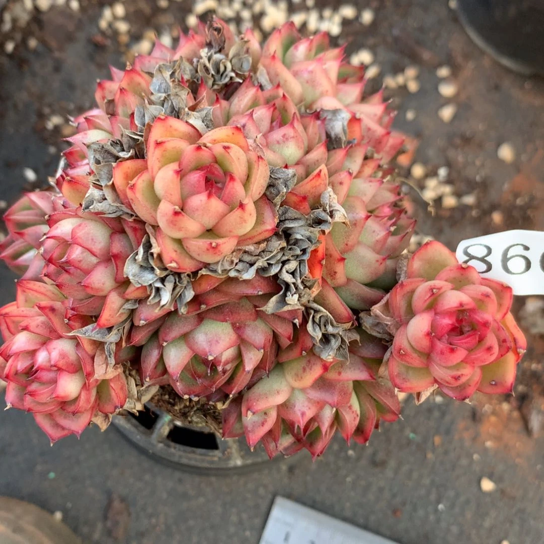 8602杂交多肉老桩