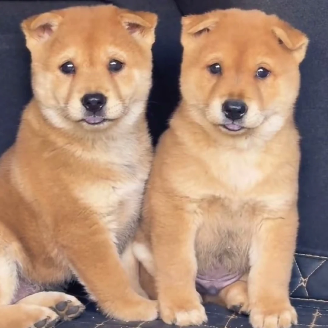 【汪汪农场】中华田园犬(一物一拍)小狗幼崽广西桂林发货