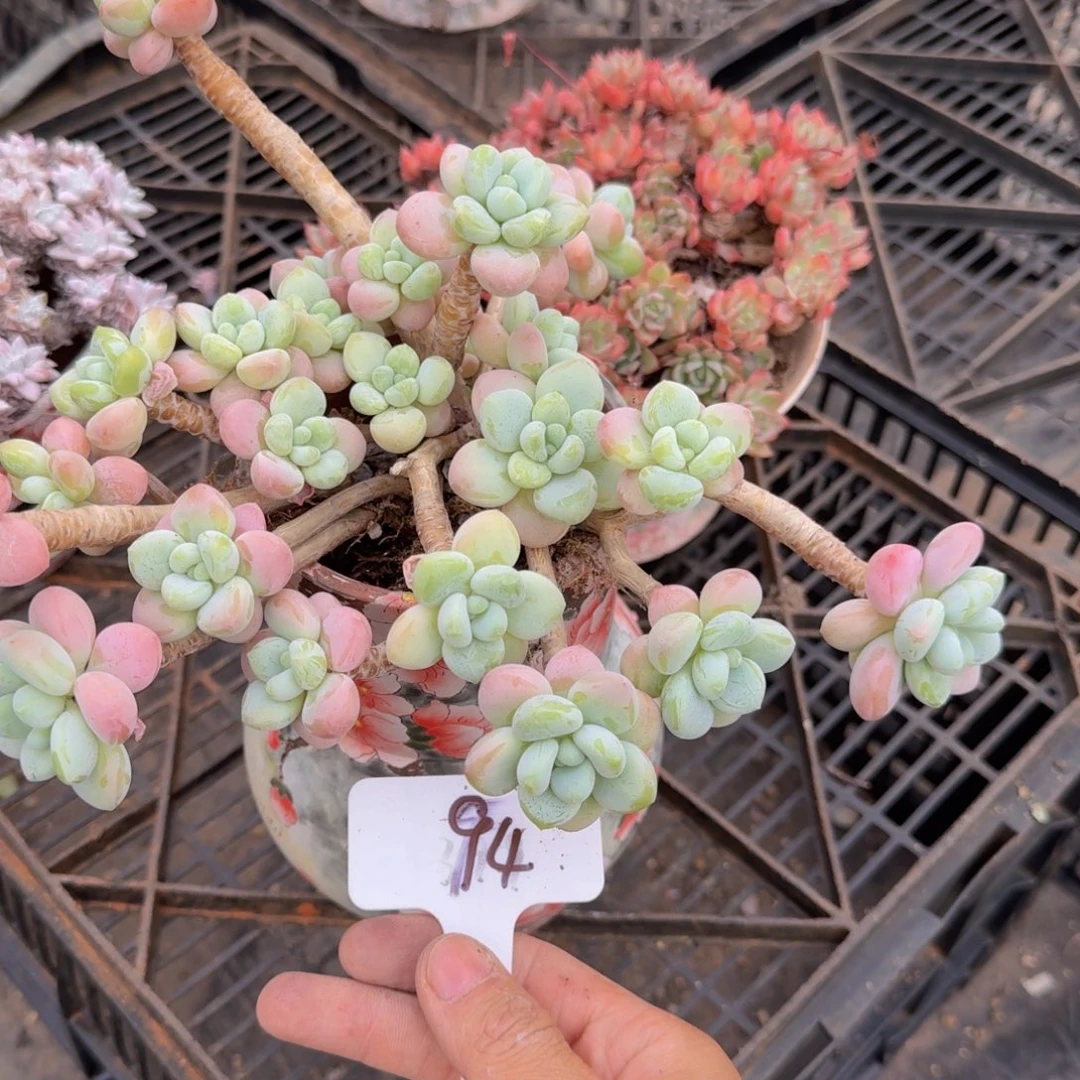 多肉植物的生长发育和