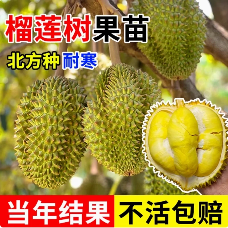金枕榴莲果苗南北方种植矮化耐寒庭院地栽盆栽送肥料