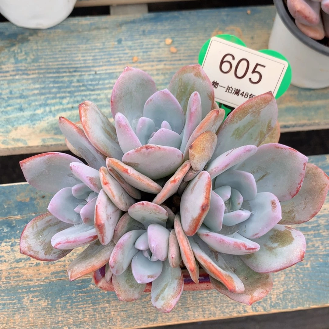 韩版奶茶老桩平头605