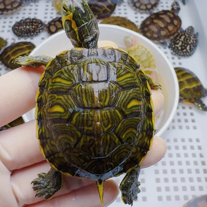 ****狼母宠物龟222222222