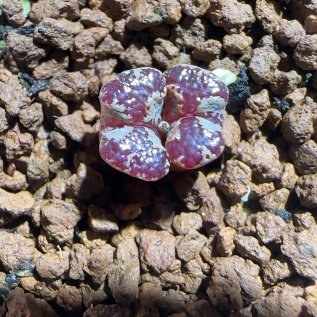 肉锥多肉植物组合-蝴蝶1632