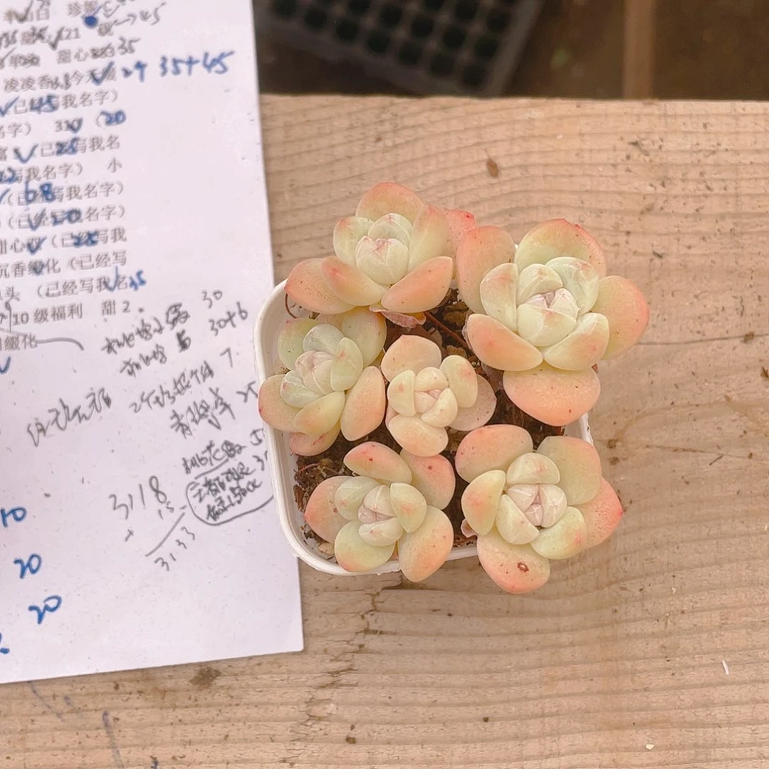 旋*7头冰玉不包整盆一个满25包邮