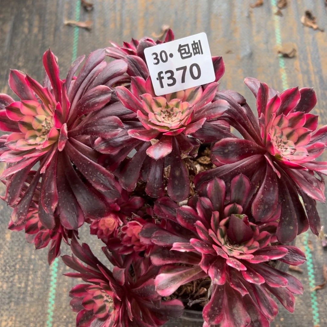 370红铜白多肉法师