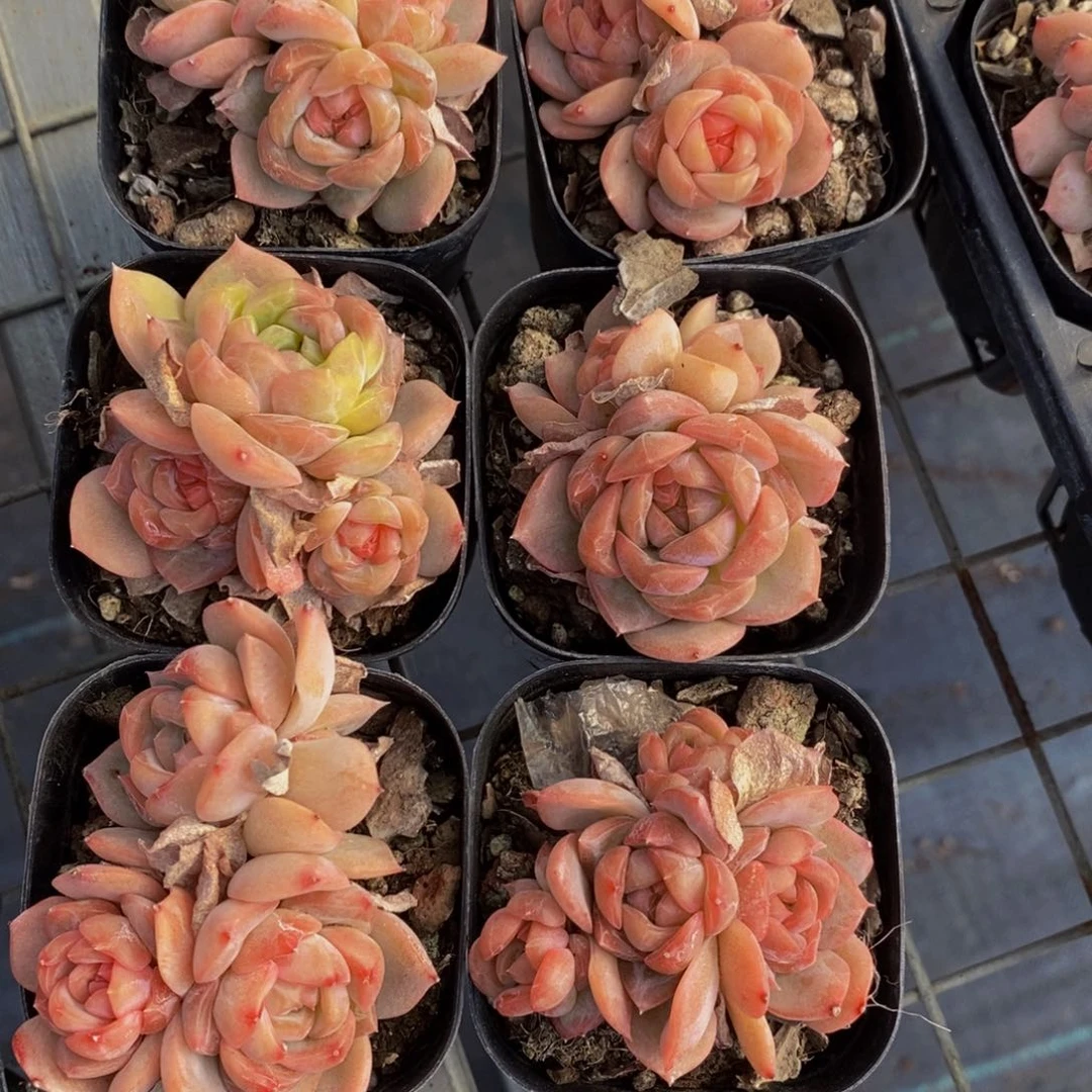 26-精品草莓啵啵群两个